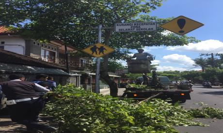 Perabasan Pohon Seputaran Denpasar
